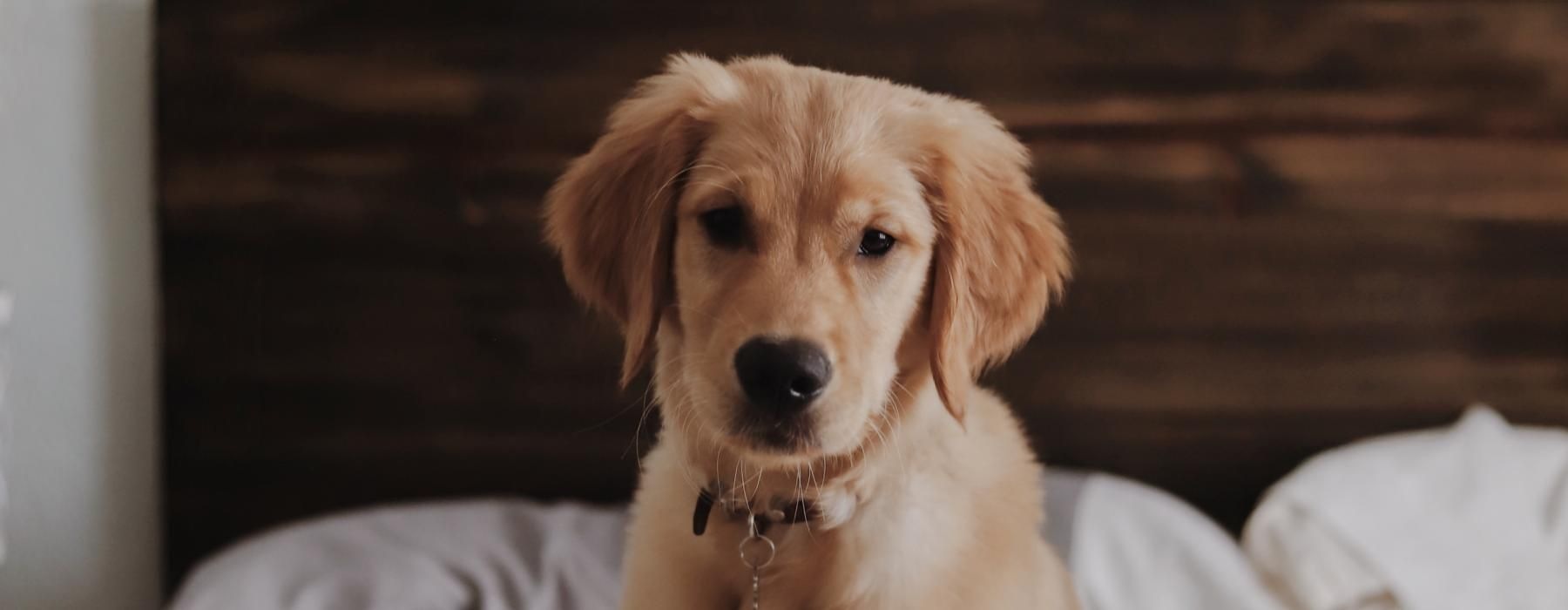 a dog sitting on a bed